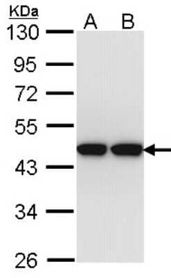 Western Blot: ACTL8 Antibody [NBP1-33497]