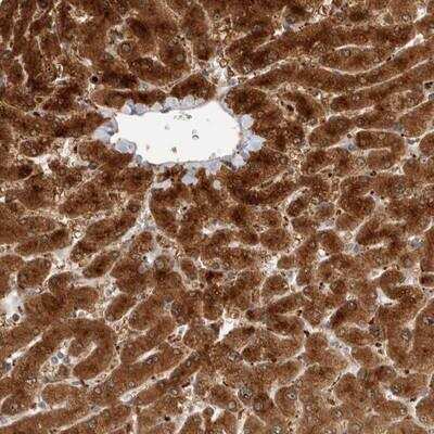 Immunohistochemistry-Paraffin: ACTL9 Antibody [NBP1-81116]