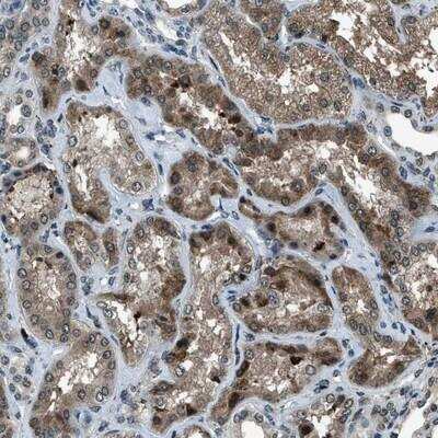 Immunohistochemistry-Paraffin: ACTL9 Antibody [NBP1-81117]