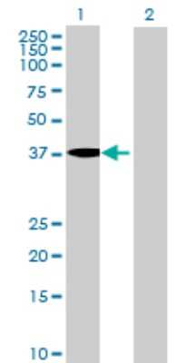 Western Blot: ACTL9 Antibody [H00284382-B01P]