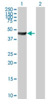 Western Blot: ACTR10 Antibody [H00055860-B01P]