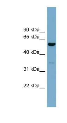 Western Blot: ACTR10 Antibody [NBP1-56886]