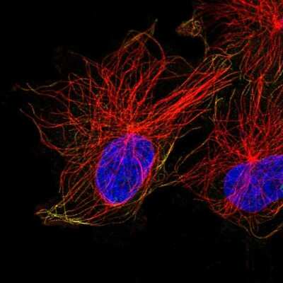 Immunocytochemistry/ Immunofluorescence: ACTR1A Antibody [NBP2-54984]