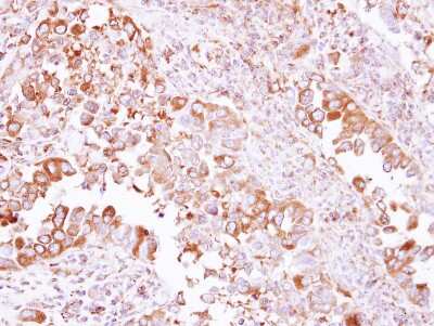 Immunohistochemistry-Paraffin: ACTR1A Antibody [NBP2-15274]