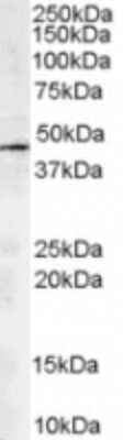 Western Blot: ACTR1A Antibody [NB100-1423]