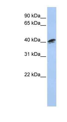 Western Blot: ACTR1A Antibody [NBP1-53075]