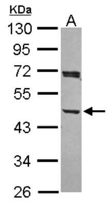 Western Blot: ACTR1A Antibody [NBP2-15274]