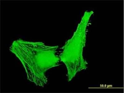 Immunocytochemistry/ Immunofluorescence: ACTR1B Antibody (4E10) [H00010120-M05]