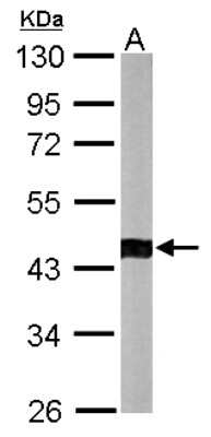 Western Blot: ACTR1B Antibody [NBP2-15275]