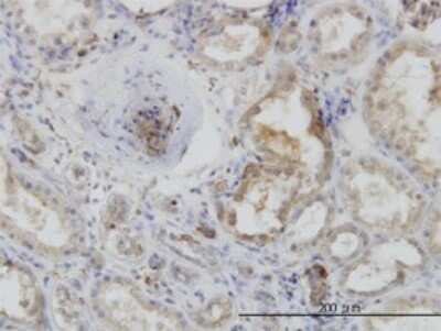 Immunohistochemistry-Paraffin: ACTR2 Antibody (1B10-C4) [H00010097-M01]
