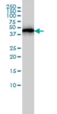 Western Blot: ACTR3 Antibody (2B6) [H00010096-M02]