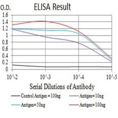 ELISA: ACTR3 Antibody (3G2C9) - BSA Free [NBP2-61806]