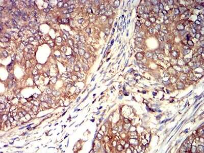 Immunohistochemistry-Paraffin: ACTR3 Antibody (3G2C9) - BSA Free [NBP2-61806]