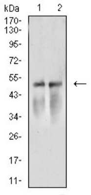Western Blot: ACTR3 Antibody (3G2C9)BSA Free [NBP2-61806]