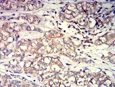 Immunohistochemistry: ACTR3 Antibody (3G2G1) - BSA Free [NBP2-61807]