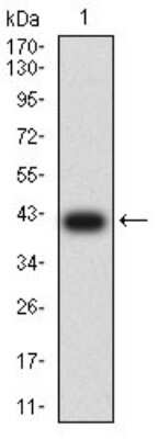 Western Blot: ACTR3 Antibody (3G2G1)BSA Free [NBP2-61807]