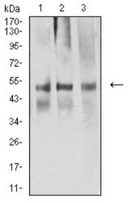 Western Blot: ACTR3 Antibody (3G2G1)BSA Free [NBP2-61807]