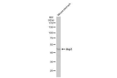 Western Blot: ACTR3 Antibody [NBP2-15277]