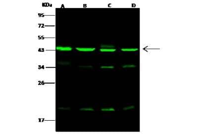 Western Blot: ACTR3 Antibody [NBP2-97009]