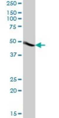 Western Blot: ACTR3B Antibody [H00057180-B01P]