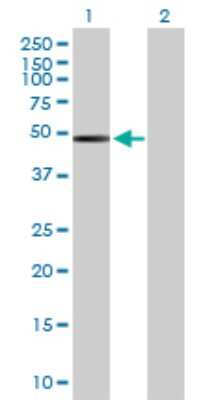 Western Blot: ACTR3B Antibody [H00057180-B01P]