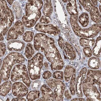Immunohistochemistry-Paraffin: ACTR6 Antibody [NBP1-89000]