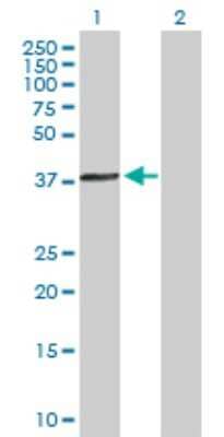 Western Blot: ACTRT1 Antibody [H00139741-B01P]