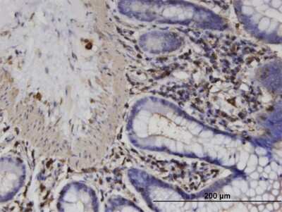 Immunohistochemistry-Paraffin: ACTRT2 Antibody (2E10) [H00140625-M03]