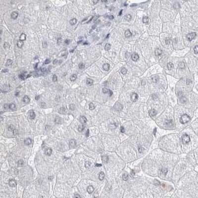 Immunohistochemistry-Paraffin: ACTRT2 Antibody [NBP1-89006]