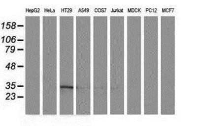 Flow Cytometry: ACY3 Antibody (OTI2D5) - Azide and BSA Free [NBP2-72329]