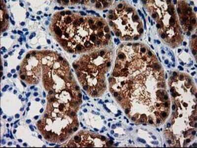 Immunohistochemistry: ACY3 Antibody (OTI2D5) - Azide and BSA Free [NBP2-72329]