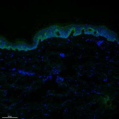 Immunohistochemistry-Frozen: ADAM10 Antibody - BSA Free [NBP1-76973]