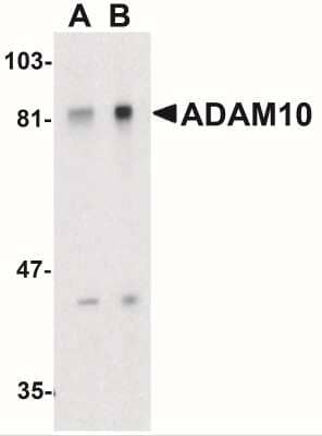 Western Blot: ADAM10 AntibodyBSA Free [NBP1-76973]