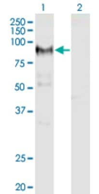 Western Blot: ADAM12 Antibody (1G3) [H00008038-M01]