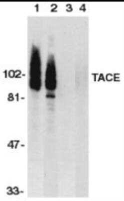 Western Blot: TACE/ADAM17 Antibody Blocking Peptide [NBP1-77044PEP]