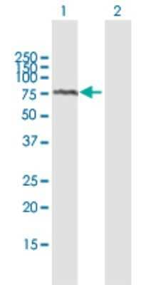 Western Blot: ADAM2 Antibody [H00002515-B01P]