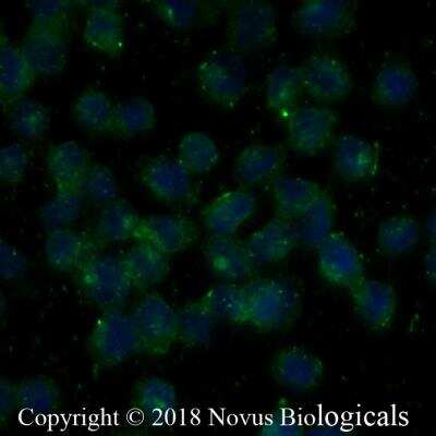 Immunocytochemistry/ Immunofluorescence: ADAM28 Antibody - BSA Free [NBP2-67246]