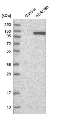 Western Blot: ADAM30 Antibody [NBP1-86980]