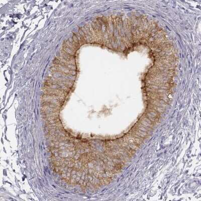 Immunohistochemistry-Paraffin: ADAM7 Antibody [NBP1-84932]