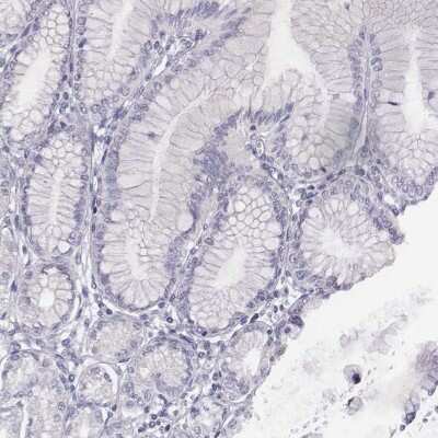 Immunohistochemistry-Paraffin: ADAM7 Antibody [NBP1-84932]