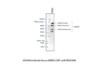 Western Blot: ADAM8 Antibody [NB600-1393]