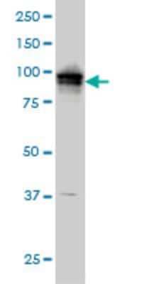 Western Blot: ADAM9 Antibody (3E6) [H00008754-M01]