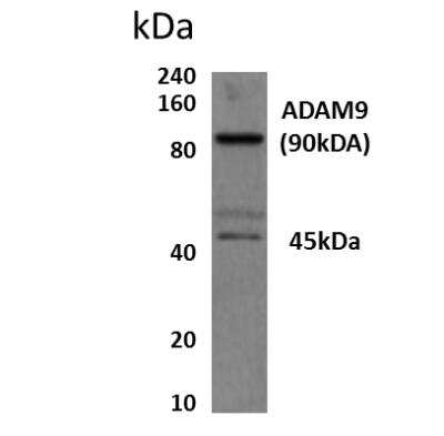 Western Blot: ADAM9 Antibody (MM0080-8A15)Azide and BSA Free [NBP2-12021]