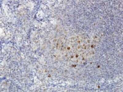 Immunohistochemistry-Paraffin: ADAMDEC1 Antibody (6C4) [H00027299-M01]