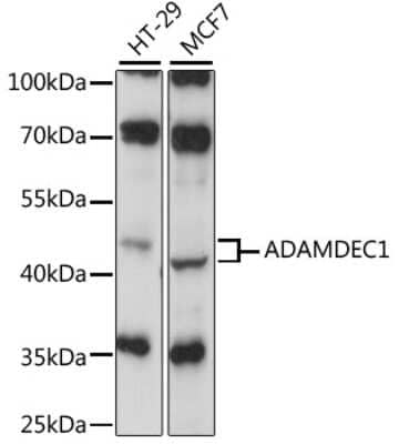 Western Blot: ADAMDEC1 AntibodyAzide and BSA Free [NBP2-92234]