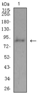 Western Blot: ADAMTS1 Antibody (1C12E6)BSA Free [NBP2-61815]