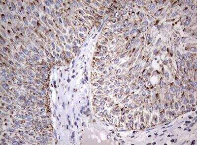 Immunohistochemistry-Paraffin: ADAMTS1 Antibody (OTI4H2) [NBP2-46492]