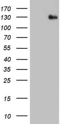 Western Blot: ADAMTS1 Antibody (OTI4H2)Azide and BSA Free [NBP2-71474]