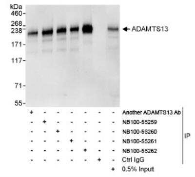 Immunoprecipitation: ADAMTS13 Antibody [NB100-55261]