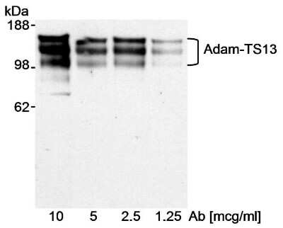 Western Blot: ADAMTS13 Antibody [NB100-584]